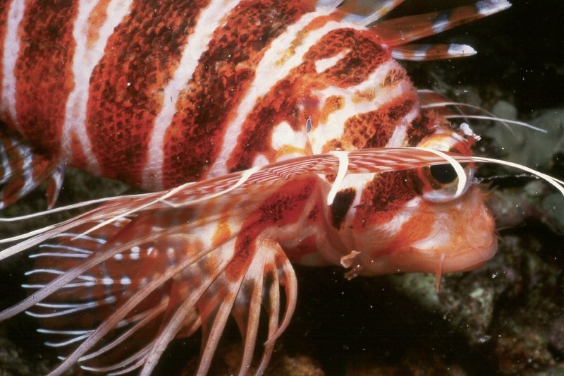 File:Pterois sphex.jpg