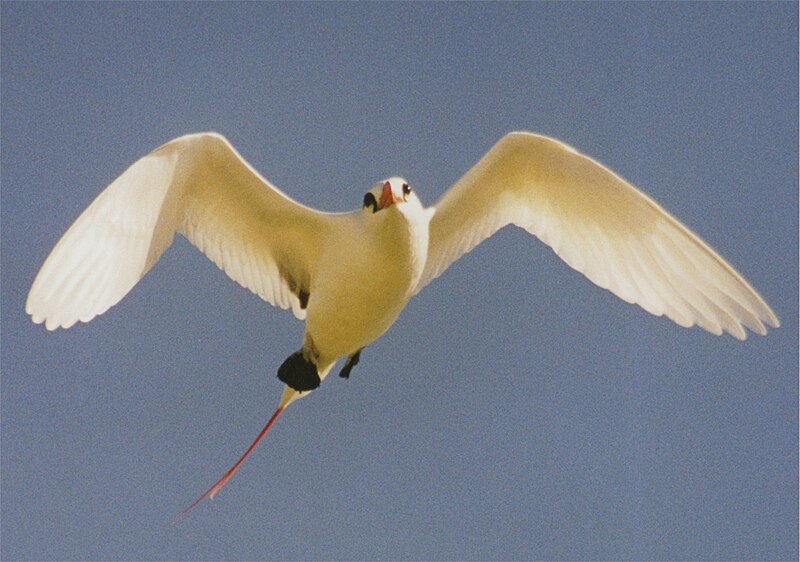 File:Red-tailed Tropicbird2.jpg