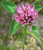 Inflorescencia de Trifolium pratense (trébol rojo)