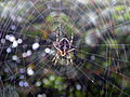 Another spider, Araneus diadematus, in the middle of its spiral orb web