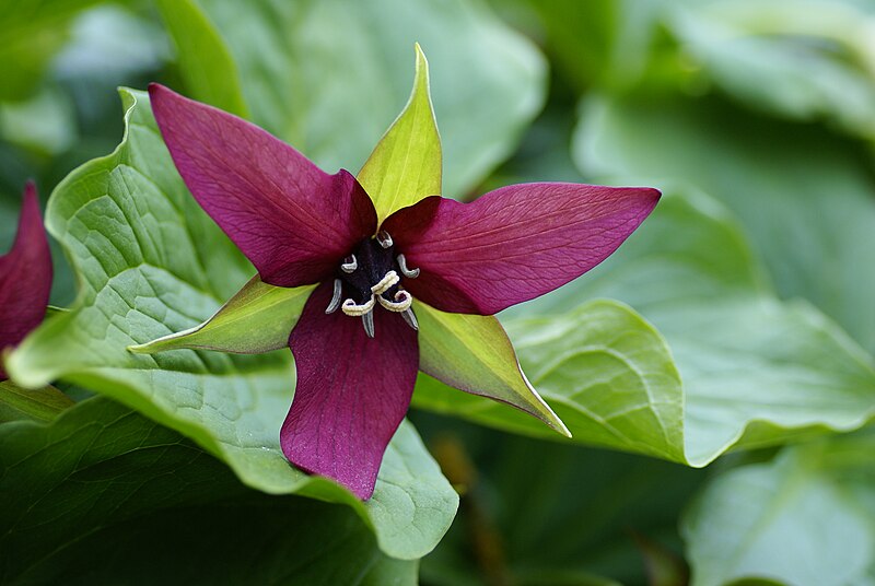 File:Trillium erectum Bergianska.JPG