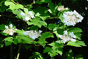 Leaves and flowers