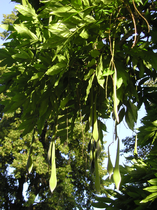 Seed pods