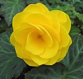 Begonia cultivars come in many different colours, such as yellow