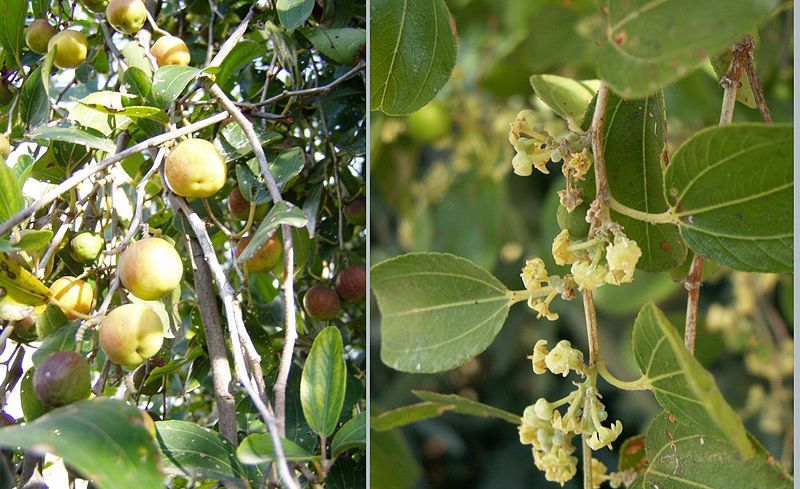 File:Ziziphus spina-Christi.jpg