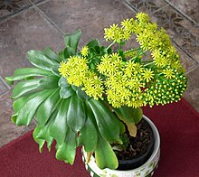 Aeonium glutinosum