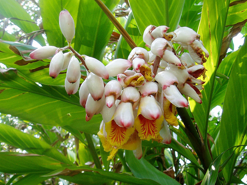 File:Alpinia zerumbet2CaryCass.jpg