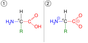 An amino acid, illustrated in two different ionization states. First, it has a neutral amine and neutral carboxylic acid. Second, it has a protonated ammonium cation and deprotonated carboxylate anion.