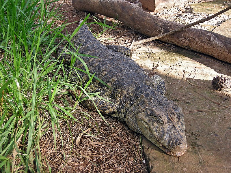 Archivo:Caiman latirostris (AU)-top-front.JPG