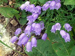 垂鐘花 Campanula cespitosa