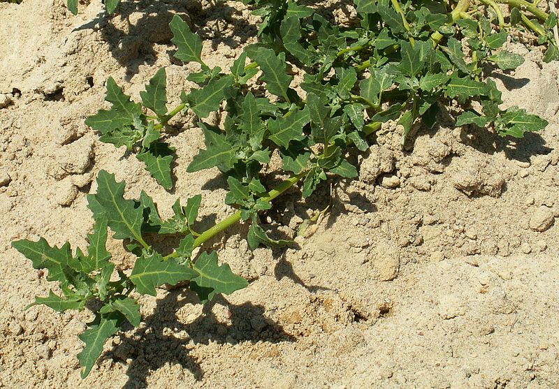 Archivo:Chenopodium glaucum kz.jpg