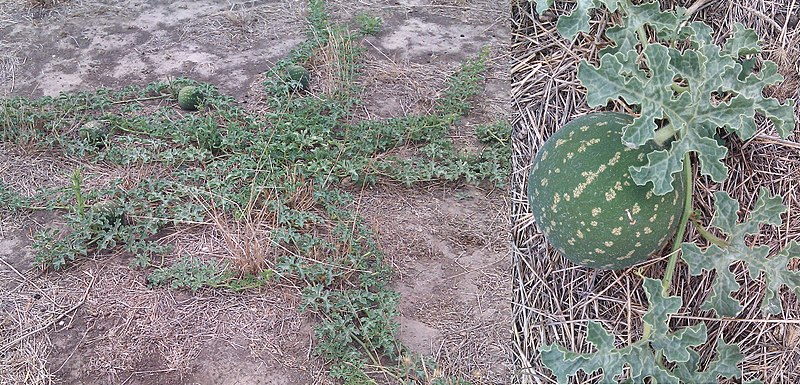 File:Citrullus lanatus afghan melon.jpg