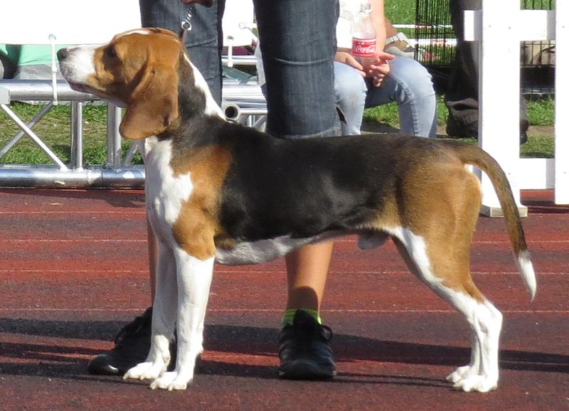 Файл:Estonian Hound 2.JPG