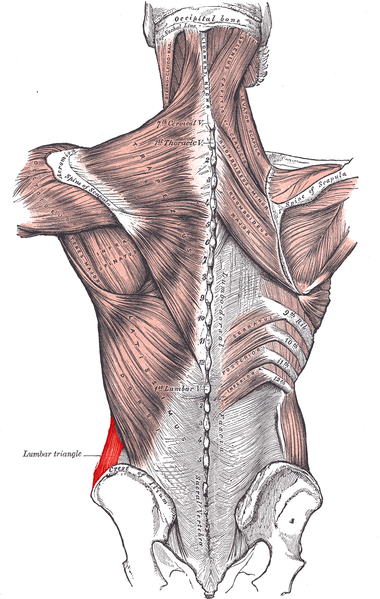 File:External oblique posterior.PNG