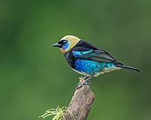 Golden-hooded Tanager (15824065884).jpg