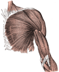 Thumbnail for Pectoralis major