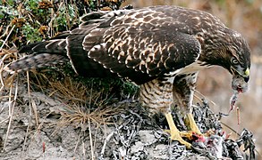 Red-tailed hawk uses sharp hooked claws and beak to kill and tear up its prey