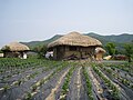 Commoner homes at Hahoe Folk Village, a UNESCO World Heritage Site.