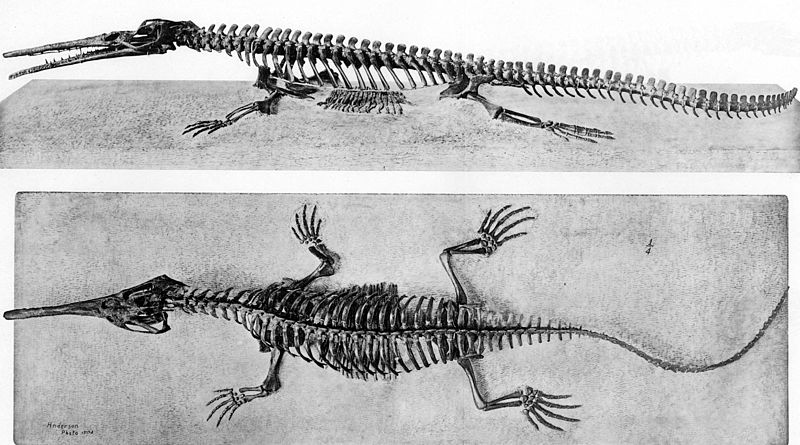 File:Large williston champsosaurus.jpg