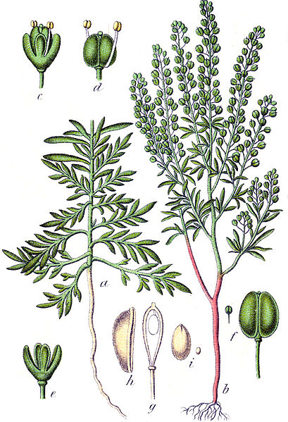 File:Lepidium ruderale Sturm21.jpg