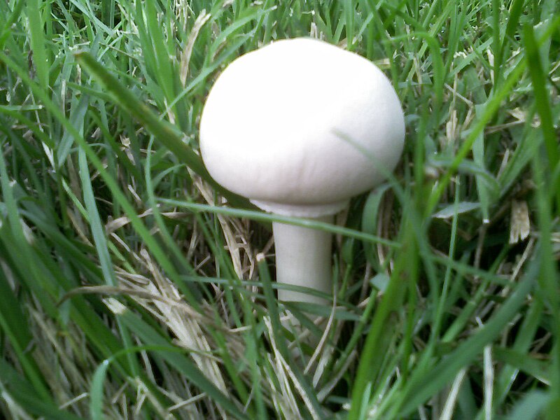 File:Lepiota naucina 1.jpg