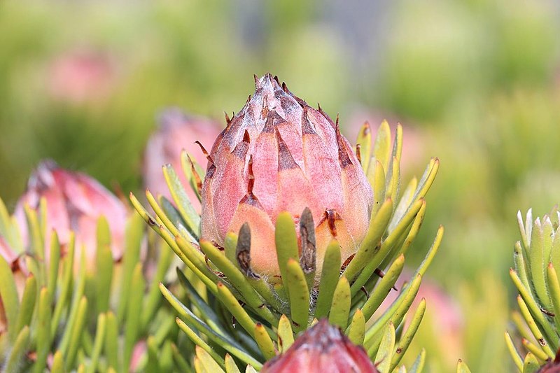 File:Leucadendron dregei 15611580.jpg