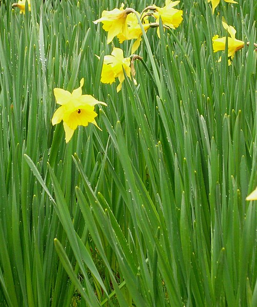 File:Narcissus major002.jpg