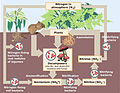 Image 15Biological nitrogen cycling (from Ecosystem)