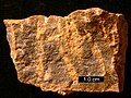 Sección transversal del suelo duro del Ordovícico con perforaciones de tripanitas rellenas de dolomita; sur de Ohio.