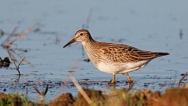 Pectoral Sandpiper