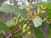 A branch with bright green leaves, small yellow flowers and greenish fruit