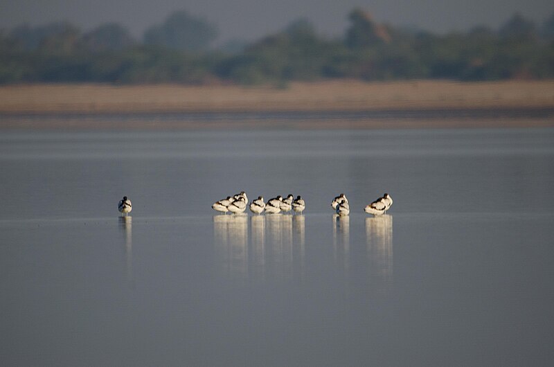 File:Pied Avocet in LRK.jpg