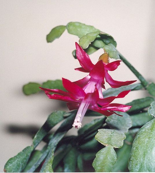 Файл:Schlumbergera X buckleyi.jpg