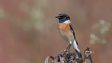 Siberian stonechat, Male in breeding plumage