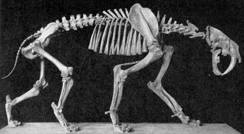 File:Smilodon skeleton.jpg