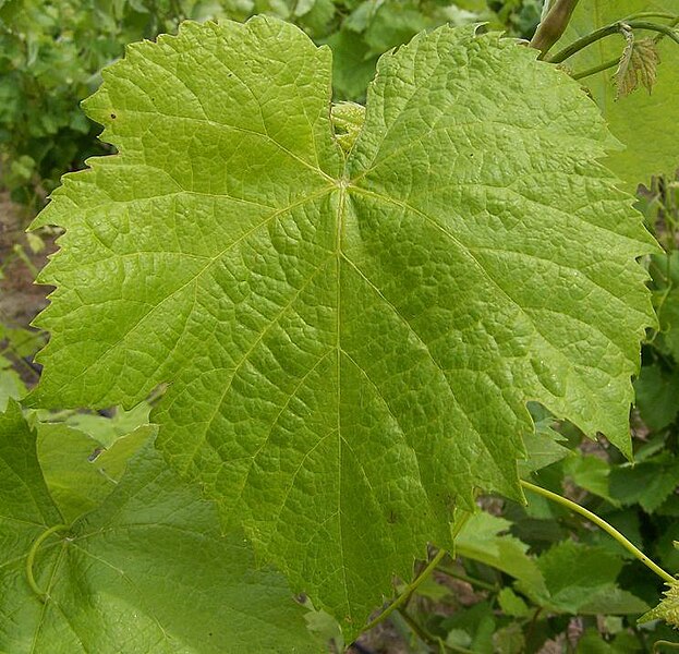 Файл:Souzao leaf.JPG