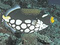 Clown triggerfish, New Hanover Is., Papua New Guinea