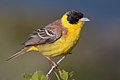 El escribano cabecinegro (Emberiza melanocephala) es un ave paseriforme de la familia Emberizidae escribano, un grupo dividido por pinzones y Fringillidae. Se reproduce desde el sudeste hasta el este de Europa hasta Irán. Es un ave migratoria, se le ha encontrado invernando en la India. Se le puede encontrar escasamente en todos estos sitios a excepción de Europa occidental en donde es una especie regular. Para su reproducción, suele encontrar áreas abiertas de matorrales incluyendo tierras usadas para la agricultura. Pone de 4-6 huevos en un nido, árbol o arbusto. Su alimentación natural cuando se es joven se compone de insectos mayormente, y de varios tipos de semillas. Esta ave es 17 cm de largo, más grande que la Emberiza schoeniclus, con cola larga. El macho reproductor posee un vientre de brillante amarillo, dorso castaño y una capucha color negro. Por commons:User:Mjobling.