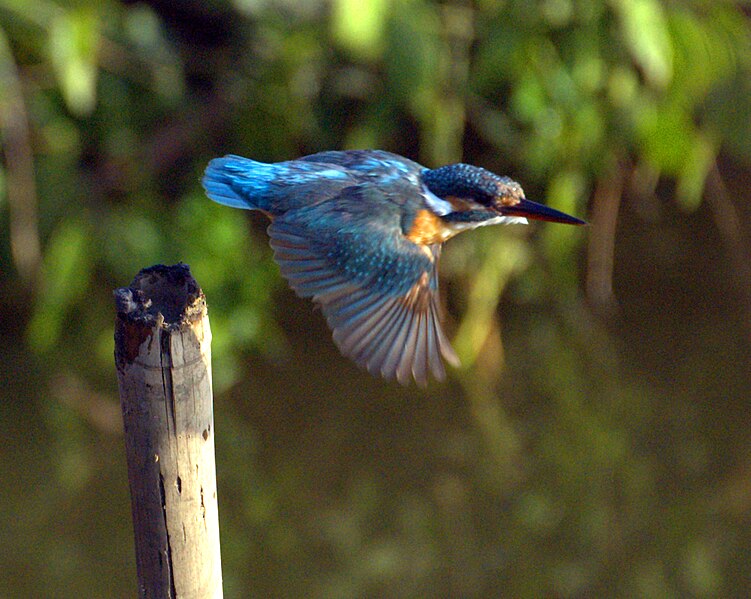 File:Alcedo atthis 3494.jpg