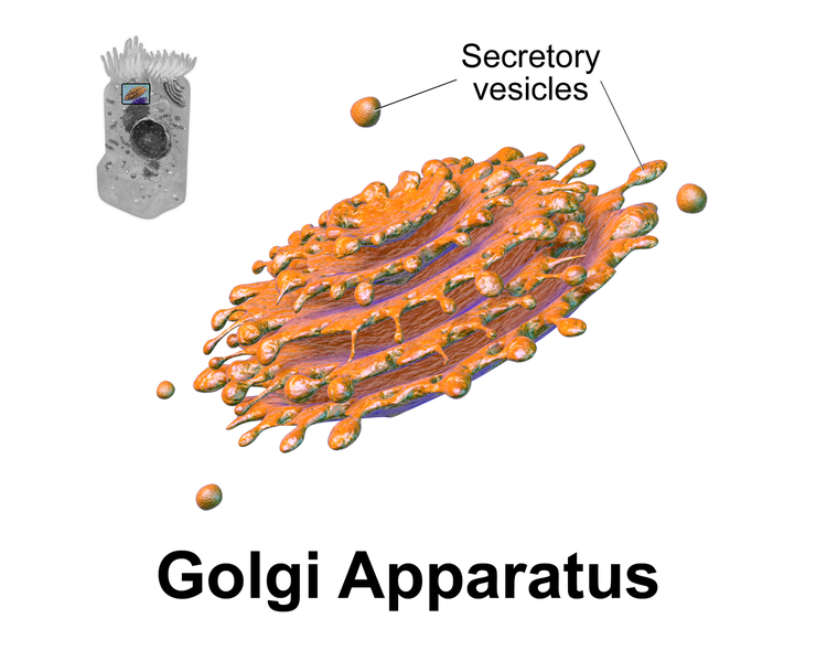 File:Blausen 0435 GolgiApparatus.png