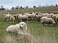 A sheep herd on the Karst Plateau