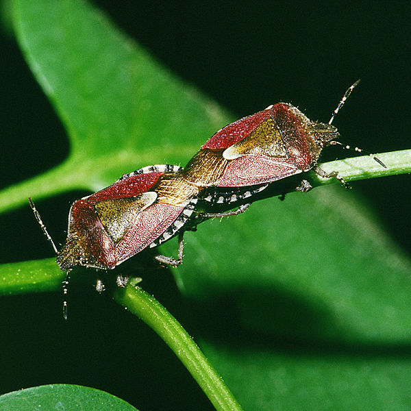 Файл:Dolycoris.baccarum.1831.jpg