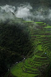 Foggy Ifugao Rice Terraces