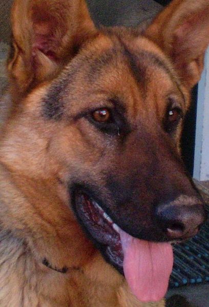 File:German Shepherd Vienna.jpg