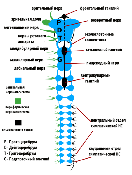 Файл:Insects nervous system-RUS.png