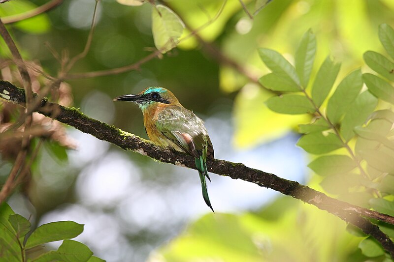 Archivo:Keel-billed Motmot 2496248190.jpg