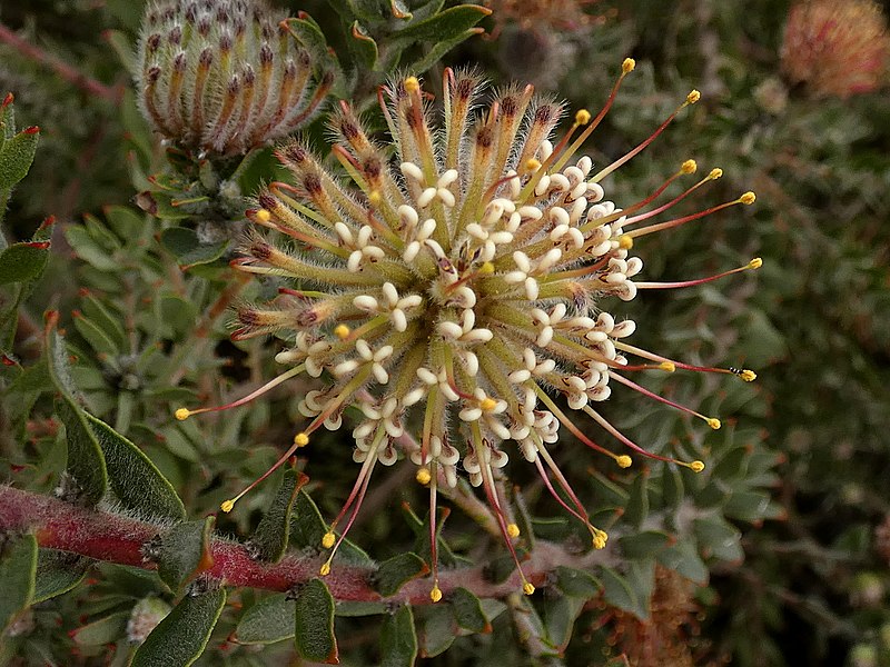 File:Leucospermum calligerum Potberg 01.jpg