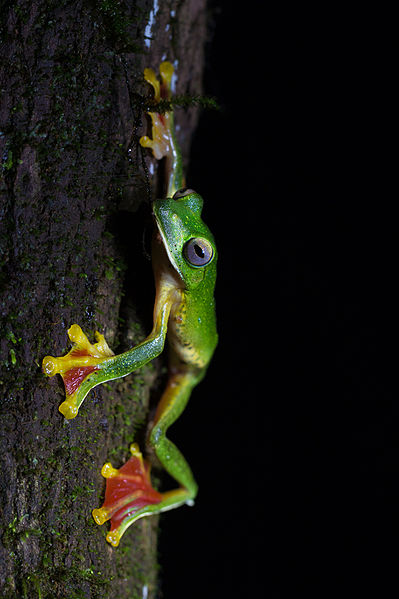 Файл:Malabar Gliding Frog.jpg