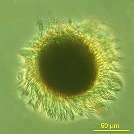 Mesodinium rubrum produce deep red blooms using enslaved chloroplasts from their algal prey [194]