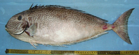 Naso reticulatus